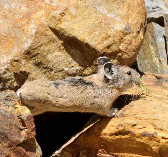 The pika's lower range limit contracted upward, causing its overall range to shrink. Photo by M. LaBarbera
