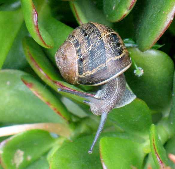 snails8