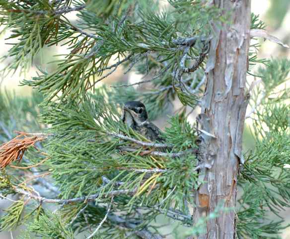 Robin fledgling hiding in a tree.