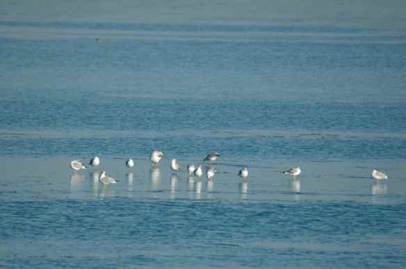 Maybe these gulls have created the ice island they are standing on by melting all the surrounding ice with their feet