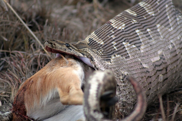 Rock python swallowing an ungulate. Photo by Alex Griffiths*