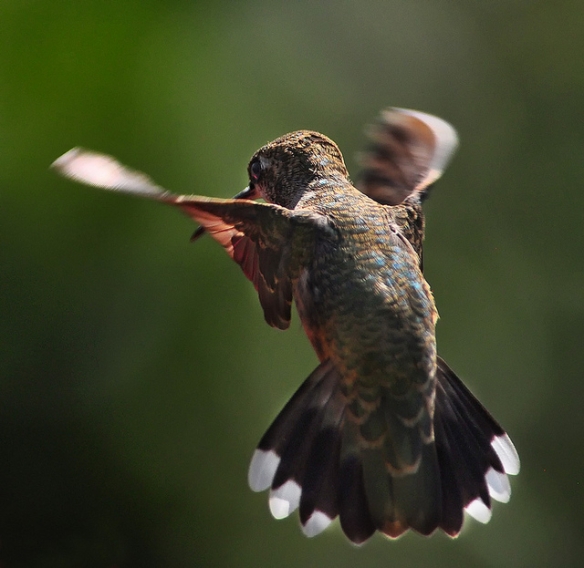 Upside-down wings! Photo by Bill Gracey*