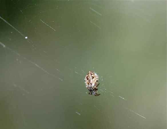 Tiny ornate spider.