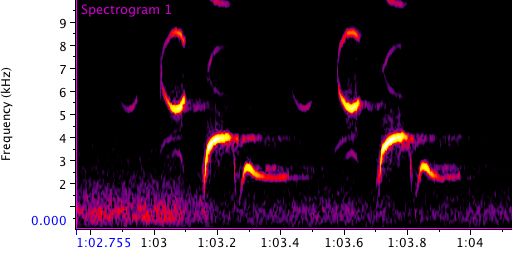 Oak Titmouse song with a bitonal first note. Spectrogram courtesy of Alma Schrage.