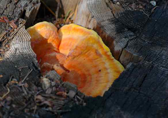 2014_fungus_orange