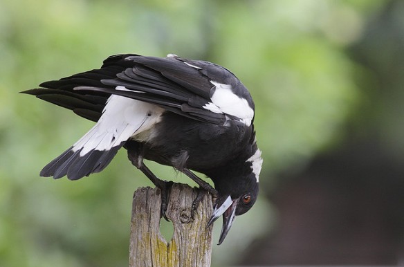 Australian Magpie bill-wiping. Photo by Leo*